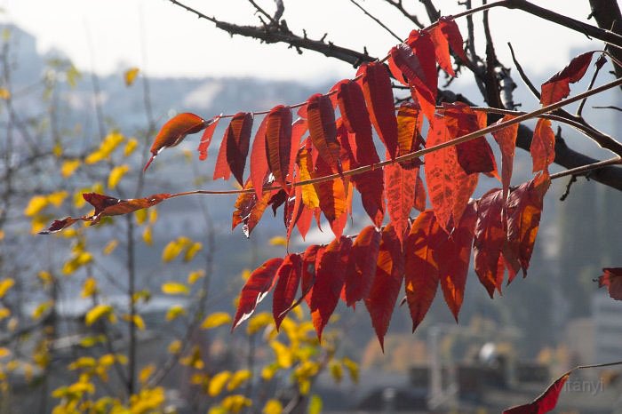 10-27_CRW_2753.jpg