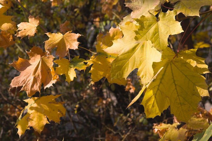 10-27_CRW_2761.jpg