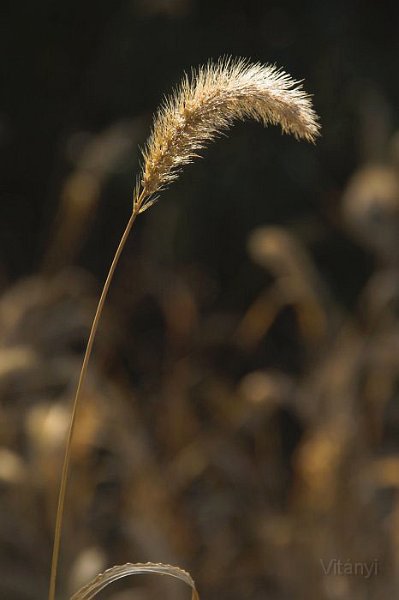 10-27_CRW_2764.jpg