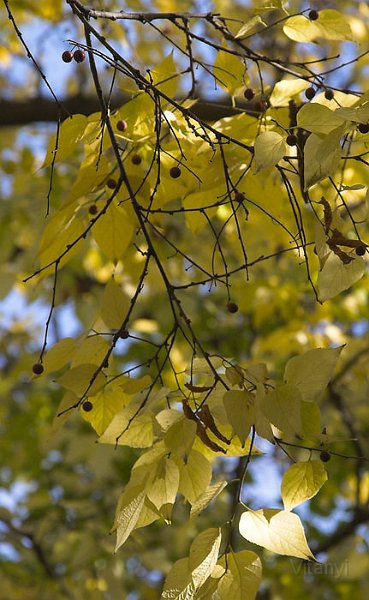 10-30_CRW_2881.jpg