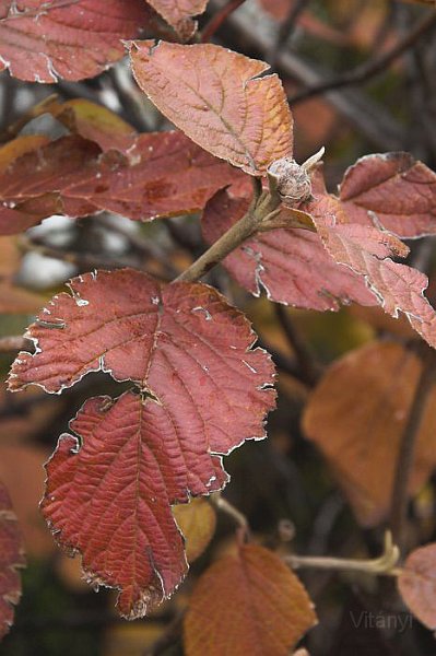 11-09_CRW_3025.jpg