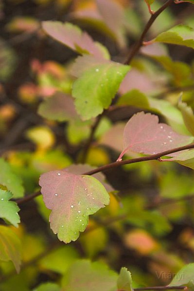 11-09_CRW_3029.jpg