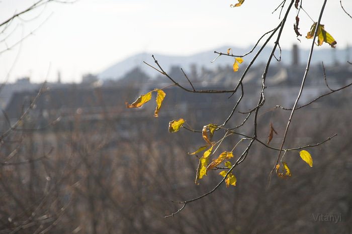 11-11_CRW_3134.jpg