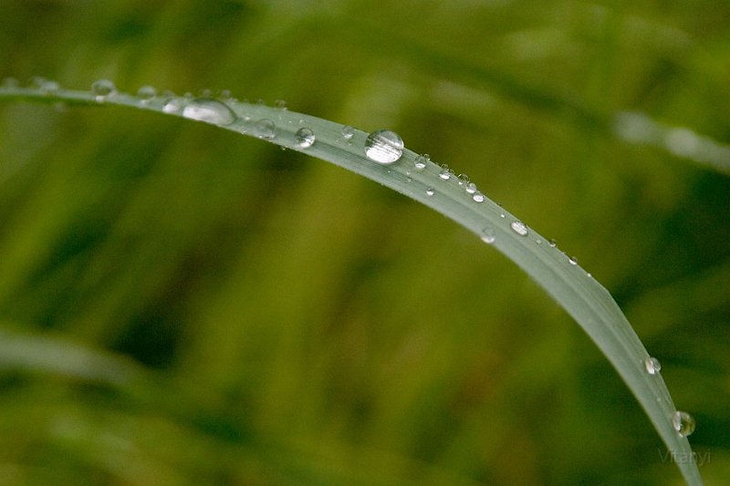 CRW_5289.jpg