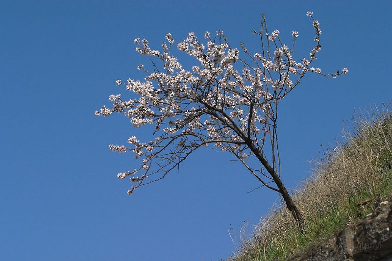 CRW_7154.jpg