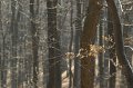 CRW_7262