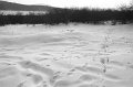 VI_FoDi_05_6824