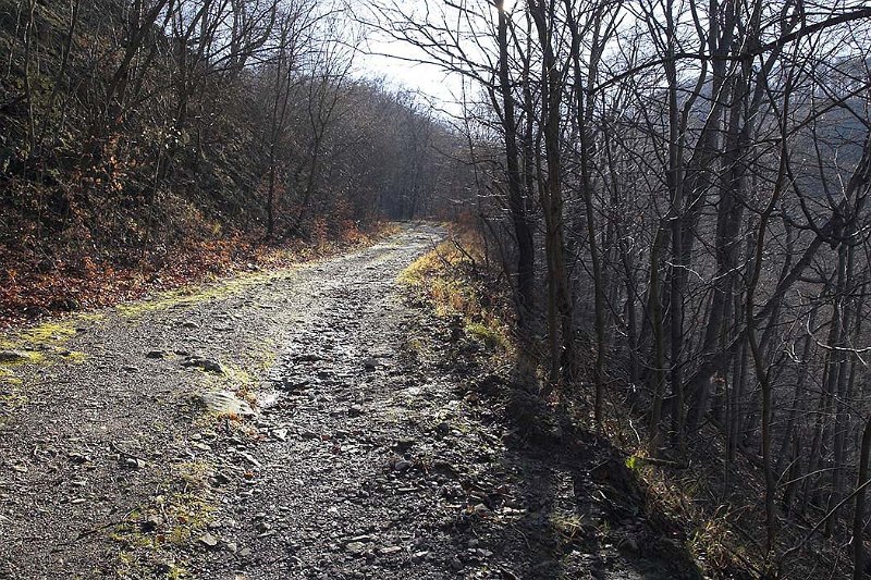 VI_FoDi_06_2378.jpg - Jávorkút környékén