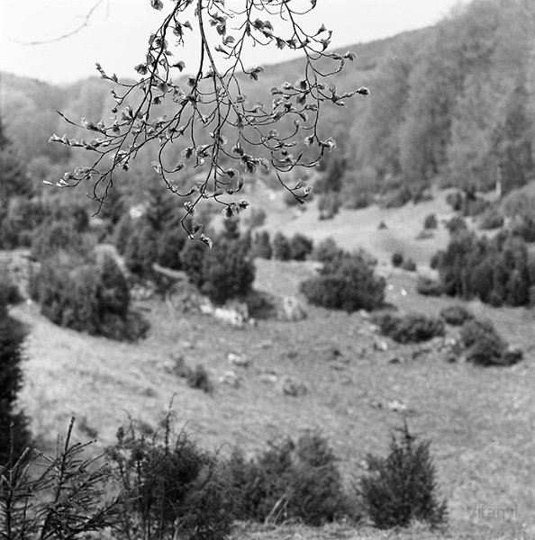 VI_FoN_66-154_12.jpg - Zsidó rét
