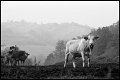 VI_FoN_05-06_20