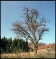 VI_FoN_66-151_03