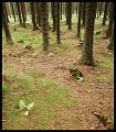 VI_FoN_66-074_53