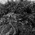 VI_FoN_66-017_12