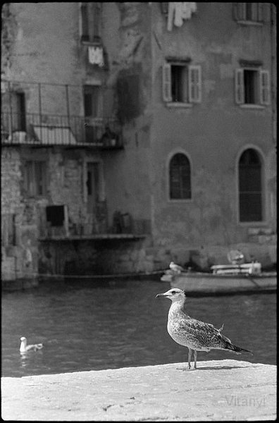 VI_FoN_05-23_07.jpg - Rovinj.