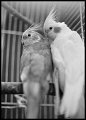 VI_FoN_66-043_06