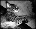 VI_FoN_66-091_06