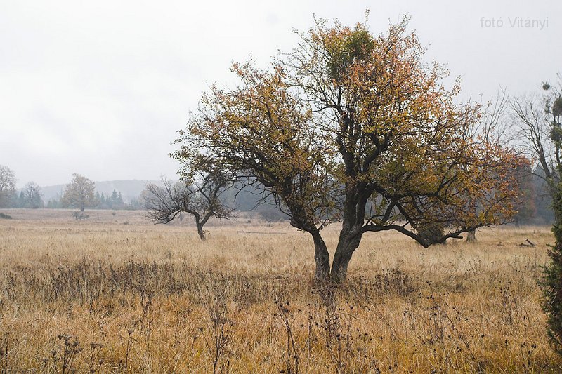 VI_FoDi_06_9028_b.jpg - Nagy-mező