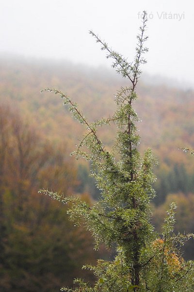 VI_FoDi_06_9035_b.jpg - Zsidó-rét