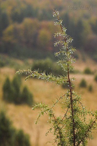 VI_FoDi_06_9036_b.jpg - Zsidó-rét