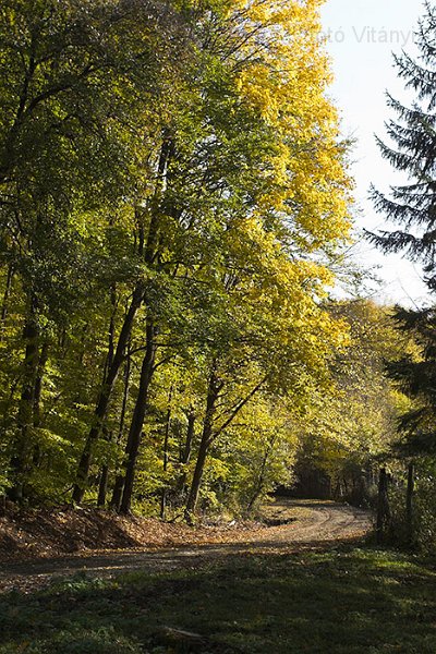 VI_FoDi_06_9105_b.jpg - Fekete-sár. Egy kellemesen lankás, kb 5 km hosszú völgy. Ideális bicikliút lenne, ha a név nem kötelezne. Így viszont öt percenként meg kellett állni kivakarni a sarat a kerék és a sárhányó közül