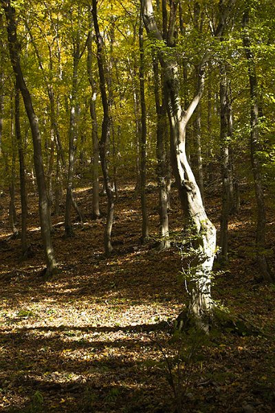 VI_FoDi_06_9108_b.jpg - Fekete-sár.