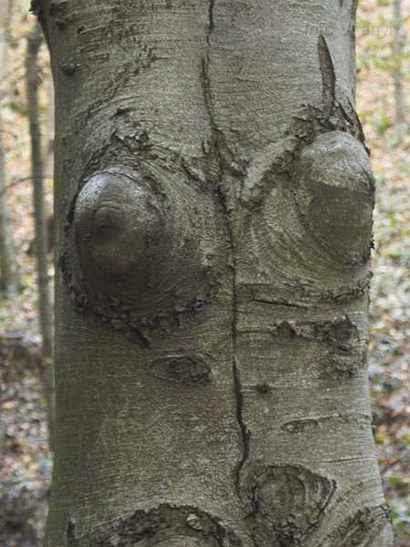 VI_FoDi_06_9122_b.jpg - Erdei akt. Egy ent-lány
