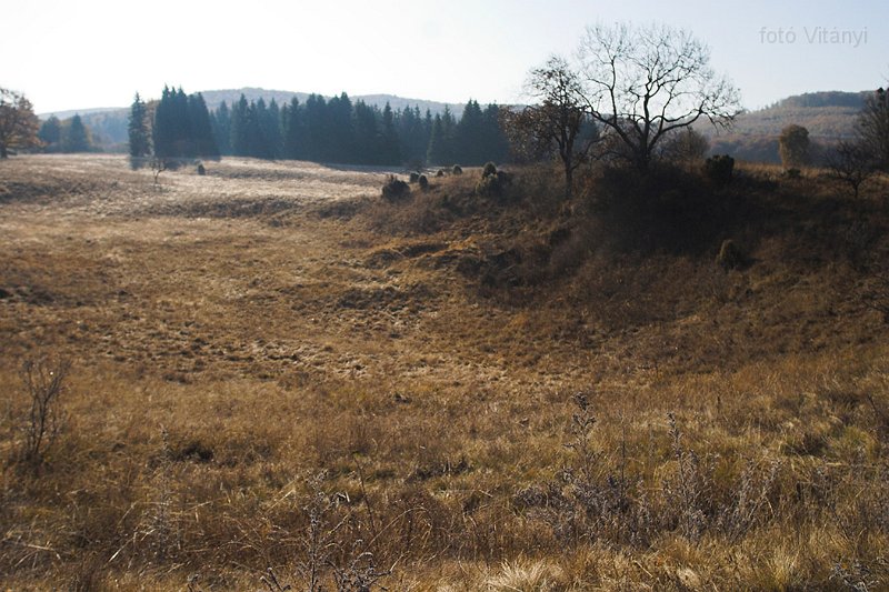 VI_FoDi_06_9174_b.jpg - Nagy-mező