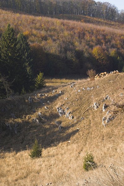 VI_FoDi_06_9194_b.jpg - Menyecske-töbör.