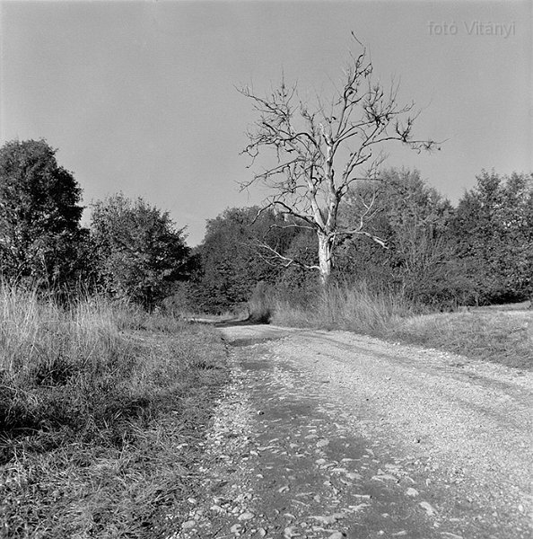 VI_FoN_66-164_08_vb.jpg - Lófő-tisztás