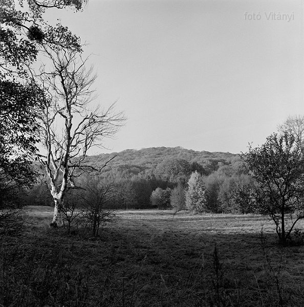 VI_FoN_66-164_12_vb.jpg - ...és a fekete-fehér negatívval. (Lófő-tisztás)
