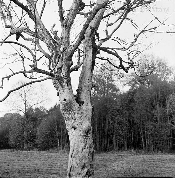 VI_FoN_66-164_13_vb.jpg - Lófő-tisztás. Ent-portré