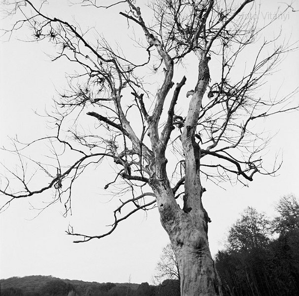 VI_FoN_66-164_15_vb.jpg - Lófő-tisztás. Ent-portré