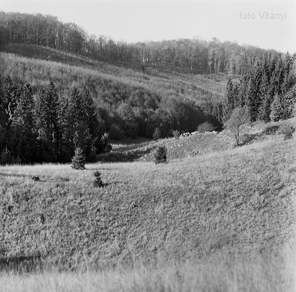 VI_FoN_66-166_05_vb.jpg - Menyecske-töbör.