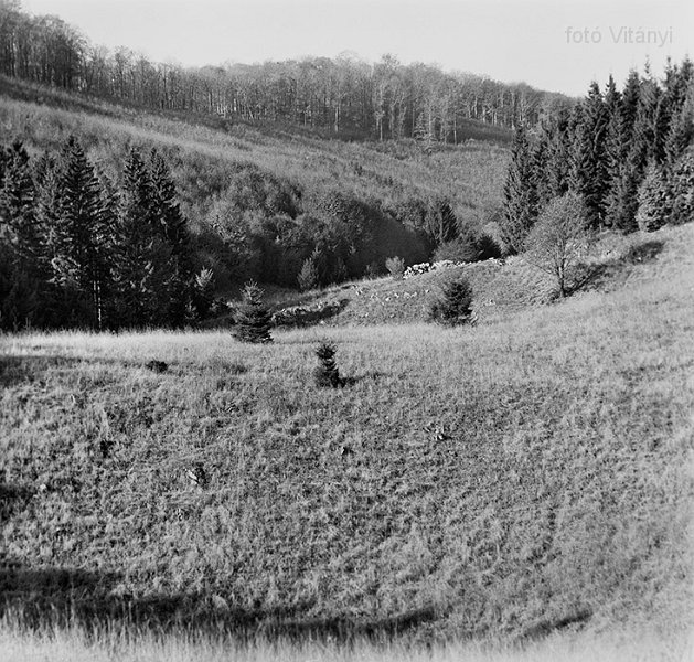 VI_FoN_66-166_06_vb.jpg - Menyecske-töbör.