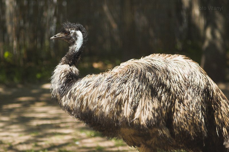 VI_FoDi_07_6769_s.jpg - Emu. Vagy M-Audio? :-)