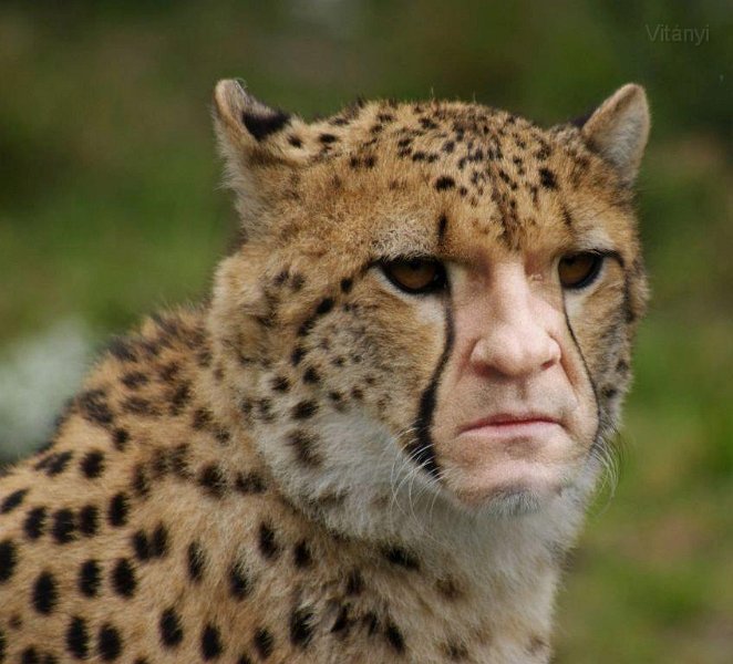 gepard.jpg - Gepard Gepardieu